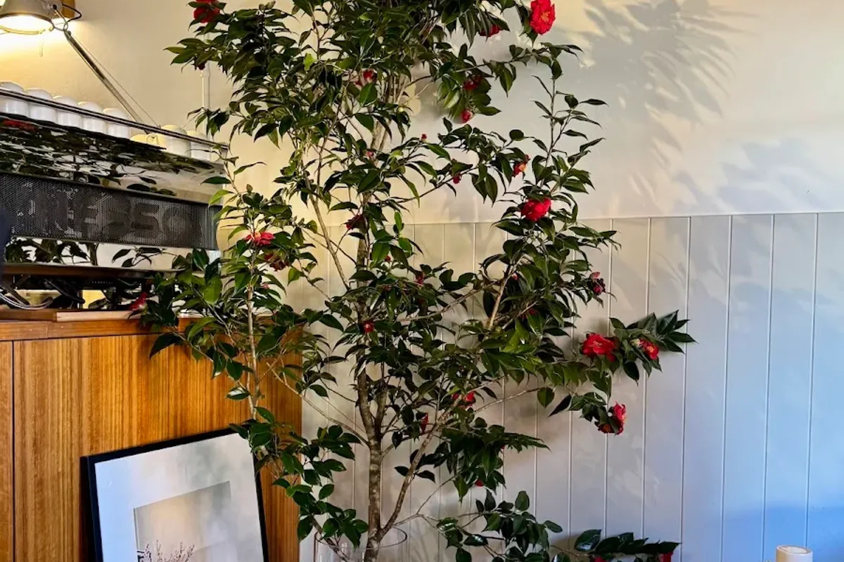 Primary Coffee roasters Potts Point thumbnail 9